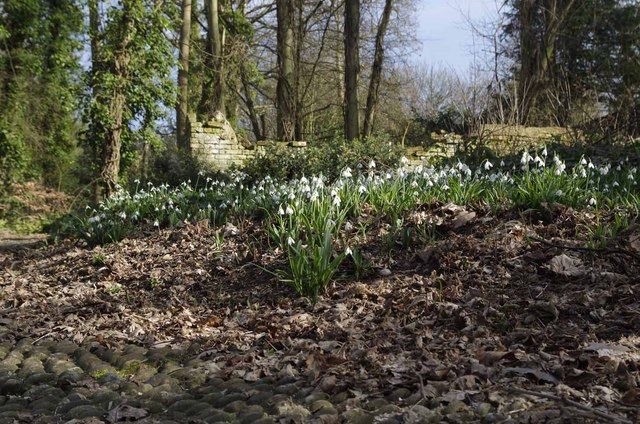 britische Liebe zu Schneeglöckchen in England